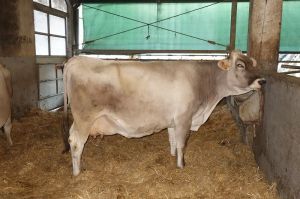 k-V Picasso bei Giorgio